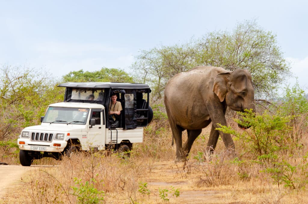 Wildlife & Safari Day Tour – Discover Sri Lanka’s Untamed Beauty - Image 3
