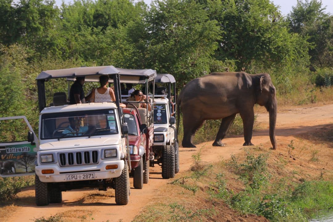 Wildlife & Safari Day Tour – Discover Sri Lanka’s Untamed Beauty - Image 4