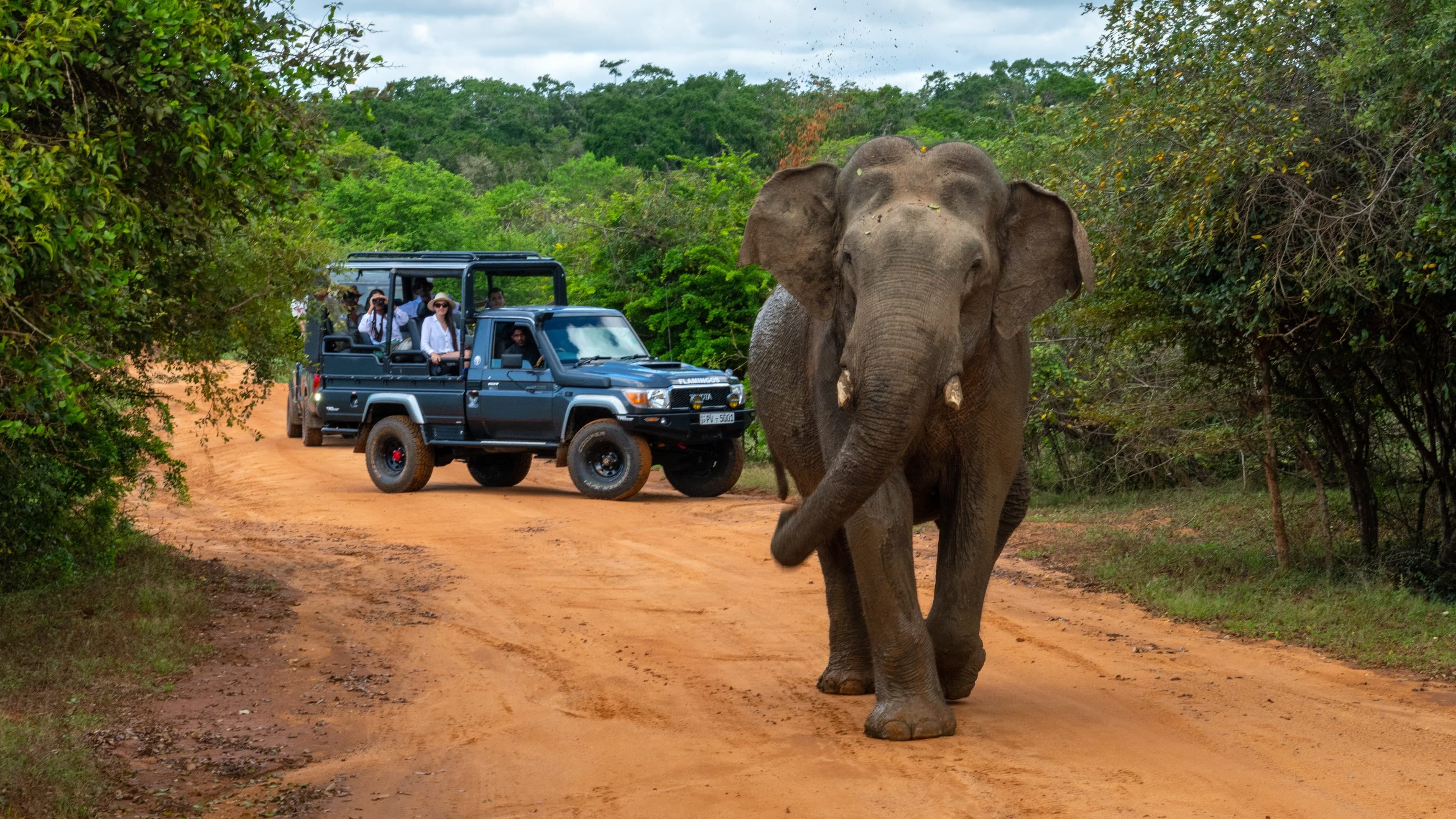 Wildlife & Safari Day Tour – Discover Sri Lanka’s Untamed Beauty - Image 1