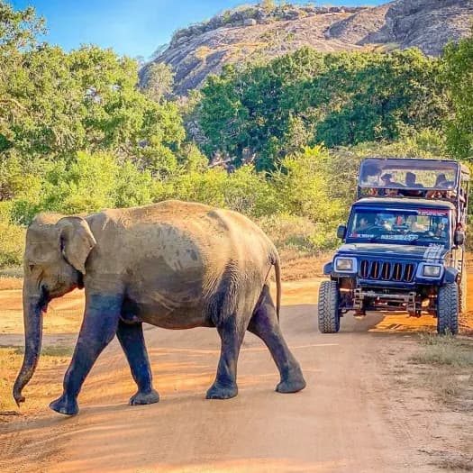 Wildlife & Safari Package - Image 4