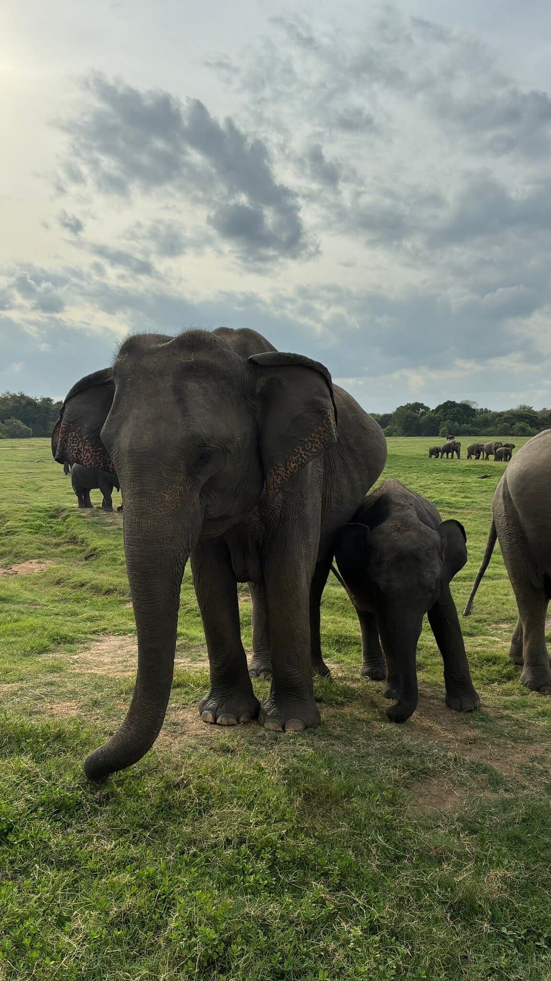 Kaudulla National Park - Gallery 2