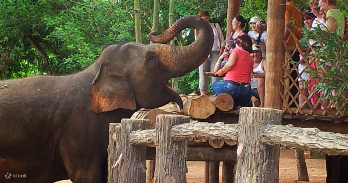 Pinnawala Elephant Orphanage Tour - Gallery 4