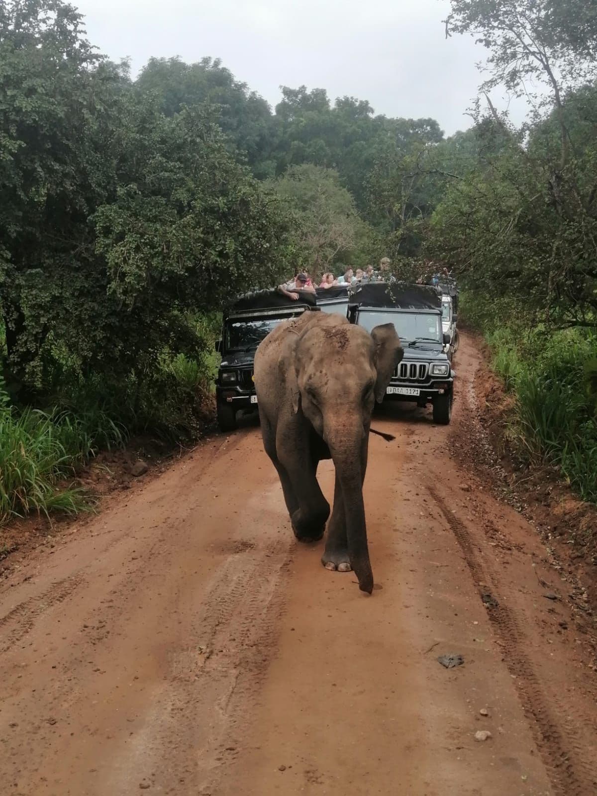 Udawalawe National Park - Gallery 5