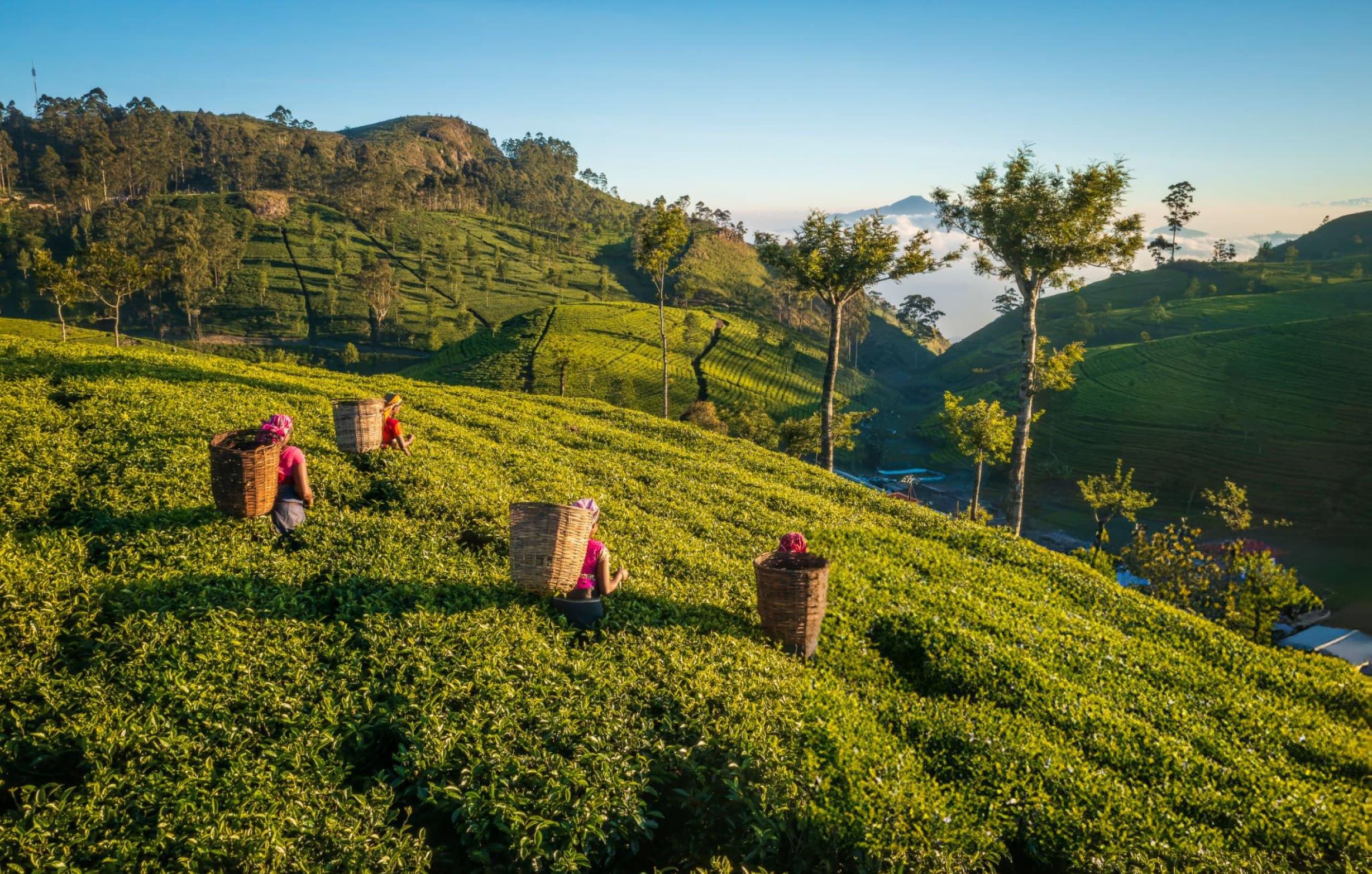 Tea Hills of Nuwara Eliya